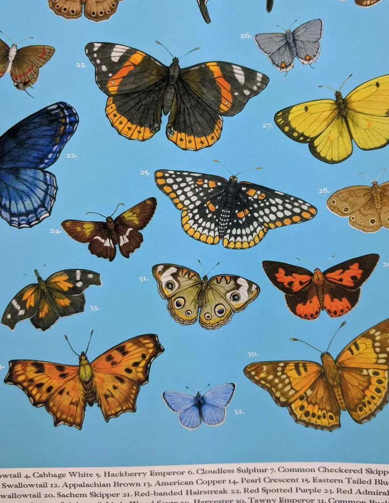 Butterflies Of Philadelphia Art Print – Native Species Illustration By Sarah Ryan 1