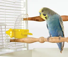 Hooded Mess-Free Feeder – Small Size For Cages 1