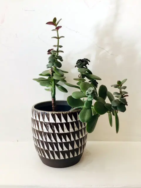 Little Bear Pots Terracotta-Inspired Triangle Planter In Brown And White 1